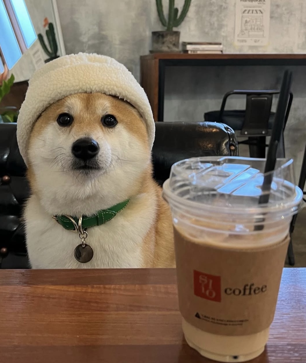 狸貓頭像